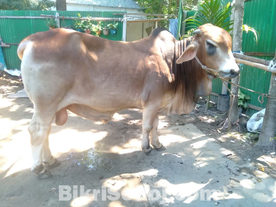 কুরবানির পশু